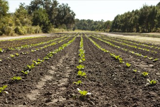 Field with lettuce sprouts growing in row