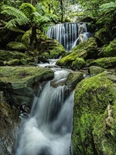 Australia, New South Wales, Katoomba, Leura Cascade in forest