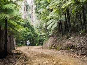 Australia, New South Wales, Port Macquarie, Mature woman walking along dirt road in forest