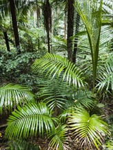 Australia, New South Wales, Port Macquarie, Lush plants in forest