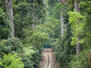 Australia, New South Wales, Port Macquarie, Dirt road in lush forest