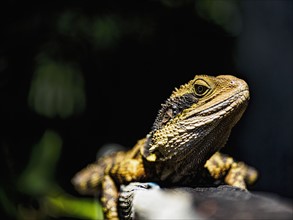 Australia, New South Wales, Port Macquarie, Portrait of lizard