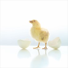 Newborn chicken and egg shell.