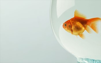 Goldfish (Carassius auratus) in fishbowl.