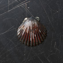 Seashell on dark surface