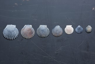 Seashells on dark surface