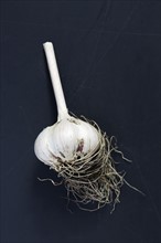 Bulb of garlic against dark background