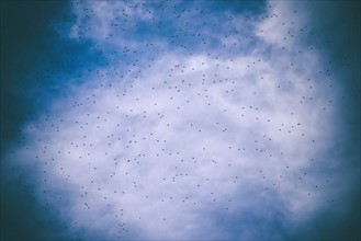 Low angle view of flock of starlings flying against cloudy sky