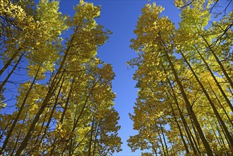 USA, Colorado, Kenosha Pass, Low angle view of autumn aspen trees against blue sky