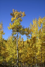 USA, Colorado, Kenosha Pass, Autumn aspen trees against blue sky