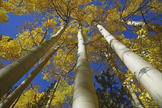 USA, Colorado, Kenosha Pass, Low angle view of autumn aspen trees against sky