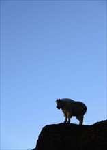 USA, Colorado, Goat standing on Mount Evans against clear blue sky