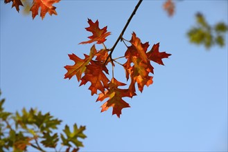 Low angle view of autumn tree branch