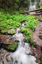 Ukraine, Zakarpattia, Rakhiv district, Carpathians, Stream with waterfall in forest