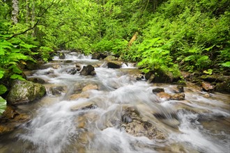 Ukraine, Zakarpattia, Rakhiv district, Carpathians, Stream in forest