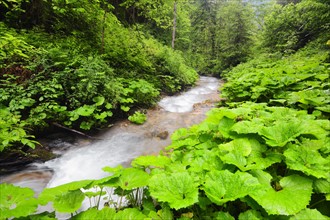 Ukraine, Zakarpattia, Rakhiv district, Carpathians, Stream in forest
