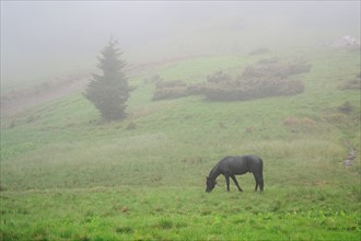 Ukraine, Zakarpattia, Rakhiv district, Carpathians, Black horse grazing in grass at dawn