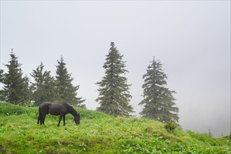 Ukraine, Zakarpattia, Rakhiv district, Carpathians, Maramures, Horse in mountain pasture