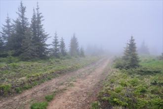 Ukraine, Zakarpattia, Rakhiv district, Carpathians, Maramures, Hiking trail in wilderness