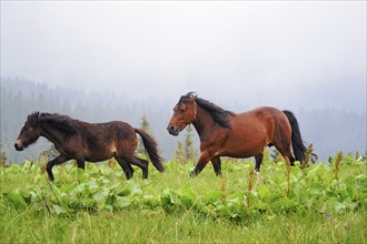 Ukraine, Ivano-Frankivsk region, Verkhovyna district, Carpathians, Chernohora, Horses in mountain pasture