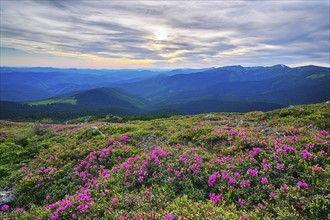 Ukraine, Ivano-Frankivsk region, Verkhovyna district, Carpathians, Chernohora, Pink flowers in mountain landscape