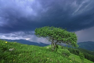Ukraine, Ivano-Frankivsk region, Verkhovyna district, Carpathians, Dzembronya village, Green tree under storm clouds