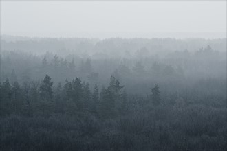 Ukraine, Dnepropetrovsk region, Novomoskovsk district, Forest covered in fog