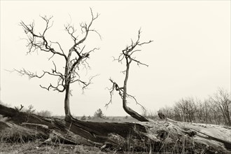 Ukraine, Dnepropetrovsk region, Novomoskovsk district, Bear branches of dead tree