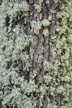 Tree trunk covered in moss