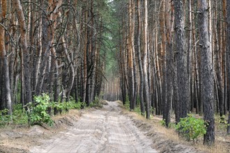 Ukraine, Dnepropetrovsk region, Novomoskovsk district, Dirt road in forest