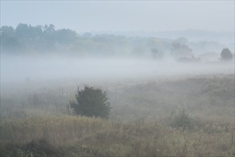 Ukraine, Dnepropetrovsk region, Novomoskovsk district, Fog covering meadow