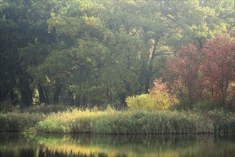 Ukraine, Dnepropetrovsk region, Novomoskovsk district, Lush foliage by lake