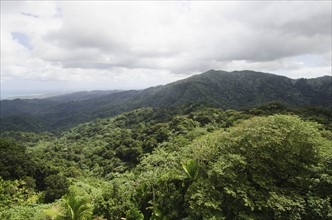 Puerto Rico,  El Yunque National Forest, Green landscape