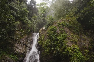 Puerto Rico,  El Yunque National Forest, La Mina Falls in forest