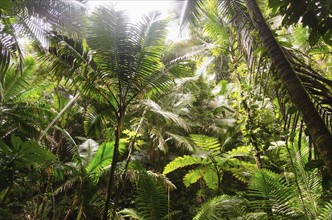 Puerto Rico,  El Yunque National Forest,  Green plants