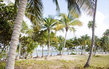Puerto Rico, Rio Grande, Palm trees on beach