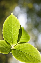 Close up of Japanese Stewartia leaf