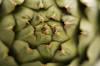 Close-up of green artichoke