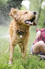 Dog shaking off water in park