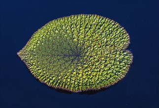 Leaf of prickly water lily (Euryale ferox) on water