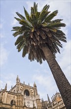 Spain, Seville, Low angle view of palm tree and facade of Cathedral of Seville