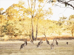 Australia, Canberra, Watchful kangaroos in grassy field