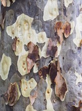 Detail of gum tree bark peeling off