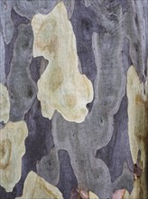 Detail of gum tree bark peeling off