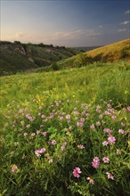 Ukraine, Dnepropetrovsk, Meadow with pink flowers