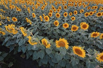 High angle view of sunflower field