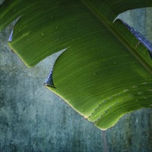 Wet palm leaf