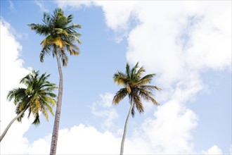 Low angle view of palms