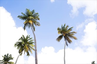 Low angle view of palms