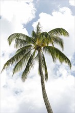 High palm tree